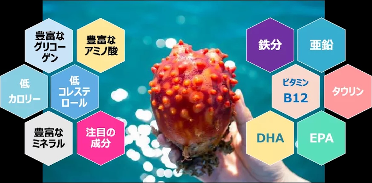 ホヤの栄養と健康効果｜低カロリーで疲労回復にも